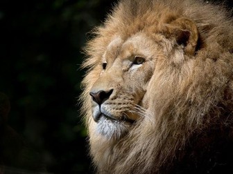 Carnival of the animals - Land animal unit