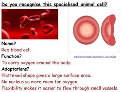 Specialised Cells Year 7 Lesson Powerpoint Ks3 7ad Nerve