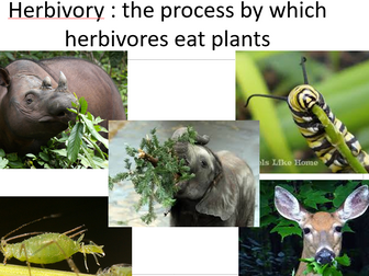 A level Biology OCR -Plant Responses to Herbivory