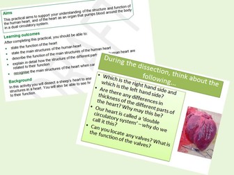 Heart Dissection lesson OCR B2.2 and AQA 4.2.2