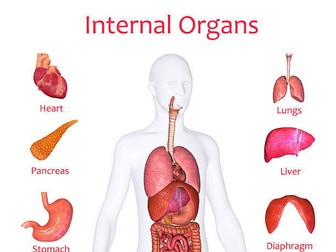 Internal organ