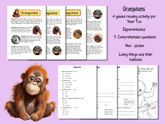 Guided Reading Comprehension Year Two : Orangutans (non-fiction)
