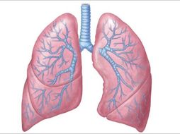 The Respiratory System | Teaching Resources