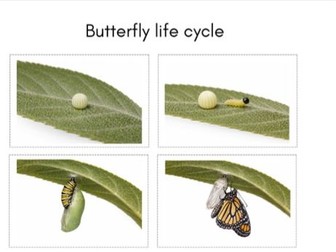 Butterfly life cycle cutting and sticking activity