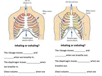 KS3 breathing worksheet