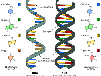 OCR BIO AS  Biomolecules Structured task