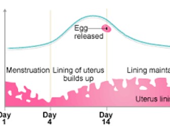 Menstrual Cycle