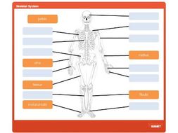 GCSE PE: Skeletal System - Interactive Drag and Drop