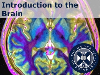 Introduction to the Brain