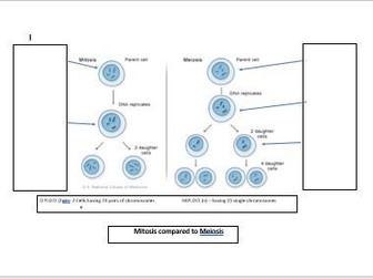 Meiosis vs Mitosis