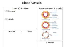 Physical Education AQA new Alevel - Anatomy and Physiology ...