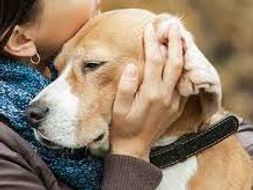 Caring for animals: Strand 3 -The dog around the home