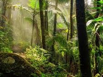 Y6 Geography unit rainforest