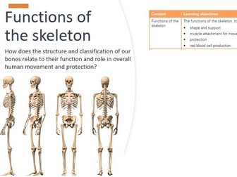 The Skeletal and Muscular system IGCSE PE CIE