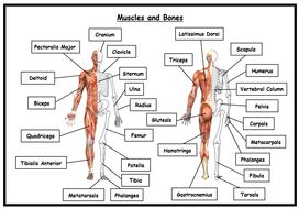 GCSE PE - Edexcel (9-1) - Combined Blank Skeleton and Muscles Worksheet