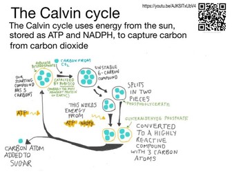 The Calvin cycle: YouTube video with pdf summary sheet