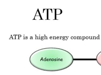 Energy systems- ATP-PC