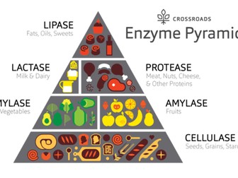 Biology: Enzymes and Nutrition