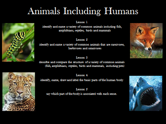 KS1 Animals Including Humans Unit - Animals Herbivore Humans Senses Year 1 2