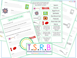 Specialised Cells Worksheet / Card Sort