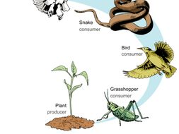 Year 12 Applied Science Food Chains.