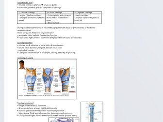 Respiratory system