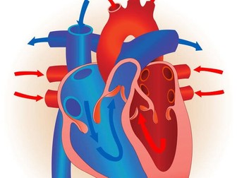 Edexcel New GCSE PE 9-1. Heart Diagrams.