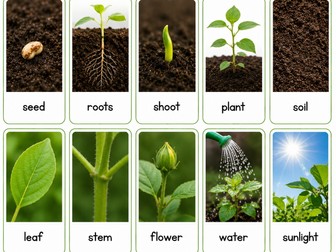 EYFS and KS1 Life Cycles Bundle