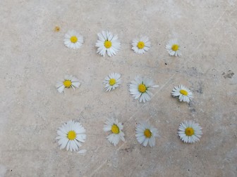 Outdoor Maths EYFS KS1 KS2 Using Daisies