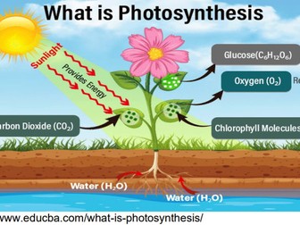 Year 9 IGCSE 1.1 Photosynthesis Notes and Exercise