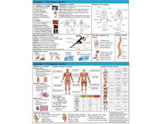 Gcse Pe Edexcel 9 1 Skeletal Muscular System Revision