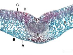 Eukaryote organelles