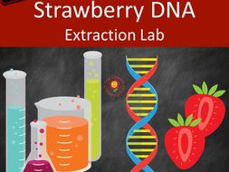 strawberry dna extraction lab us version