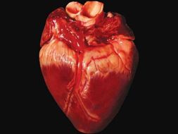 CB8c Edexcel - The heart
