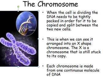 DNA, Chromosomes and genes