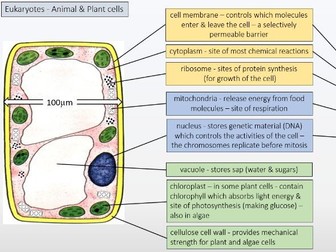 AQA GCSE Biology: Cells & organelles catch up & revision