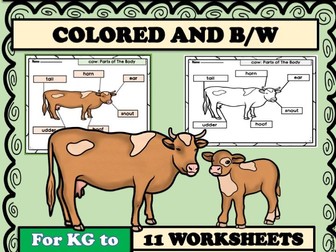Cow Labeling Parts of Cow Worksheet Writing Graphic Organizers Farm Animals KG