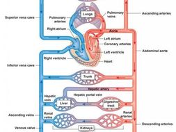 Circulatory system of a mammal | Teaching Resources