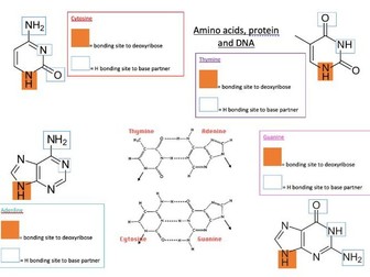 A level AQA chemistry amino acids notes