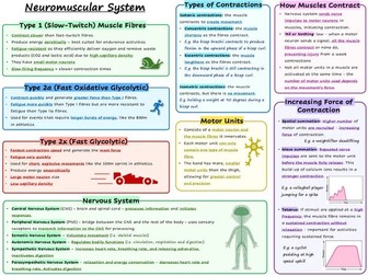 Knowledge organiser - neuromuscular system