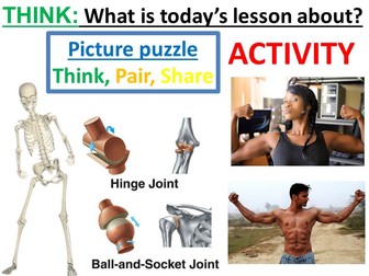 Skeleton, joints and muscles