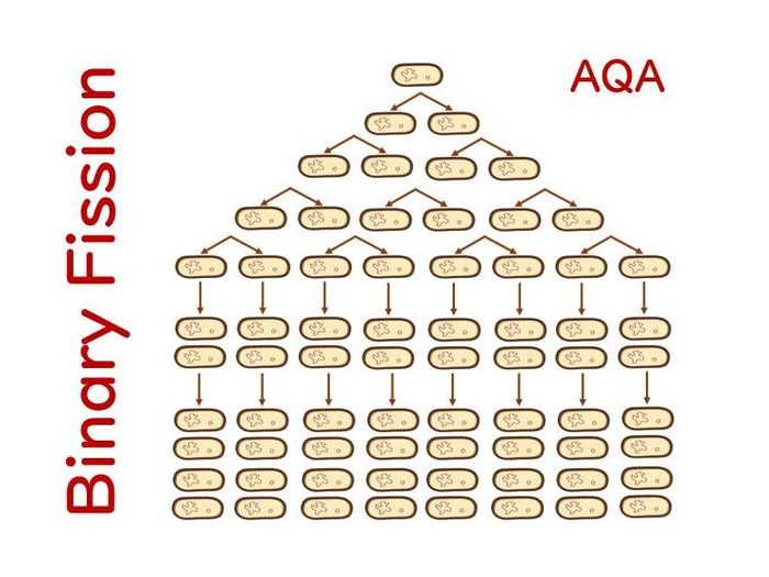 GCSE Binary Fission With Worksheet (AQA) | Teaching Resources