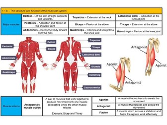 GCSE PE - Knowledge organiser (+Blank versions) - Component 1.1 - Applied anatomy and physiology