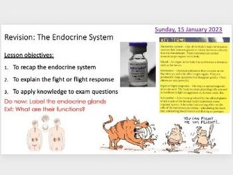 The Endocrine System Revision Lesson