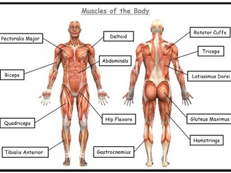 Edexcel GCSE PE -Musculo-skeletal system