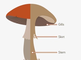 Mycology Worksheet