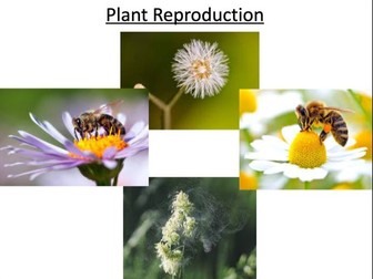 KS3 Structure of a flower and pollination