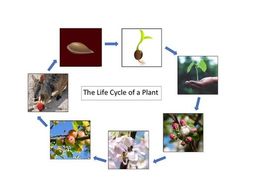 Plant Life Cycle (Pollination, Fertilisation, Germination, Seed ...