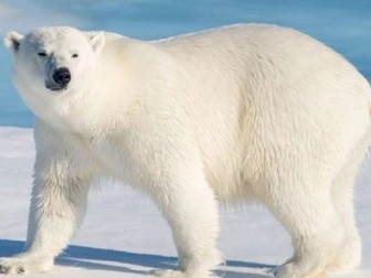 Class assembly on polar bears