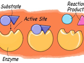 Enzymes and Proteins placemat - Nat 5 biology